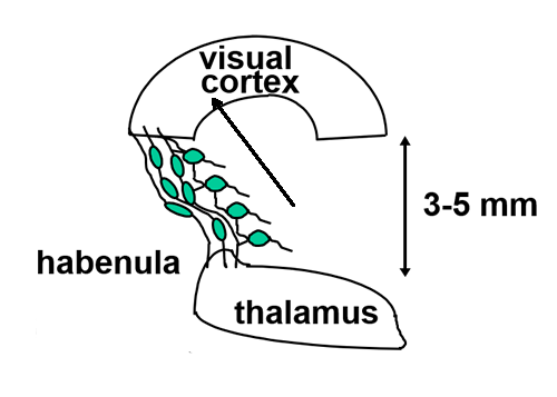 model of cell assay